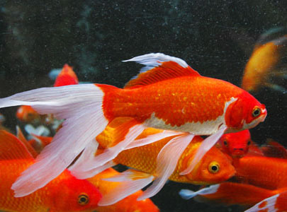 Карась красный, красно-белый, лимонный (Carassius auratus auratus) M