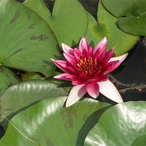 D  ExportImages Nymphaea-Marliacea-Flammea.