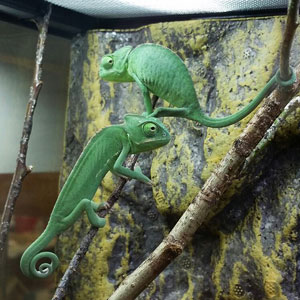 D  ExportImages 5a9d1787-2bca-11e5-b5eb-0cc47a1387e6.