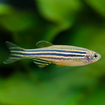 D  ExportImages Fish-DanioRerio1_0.