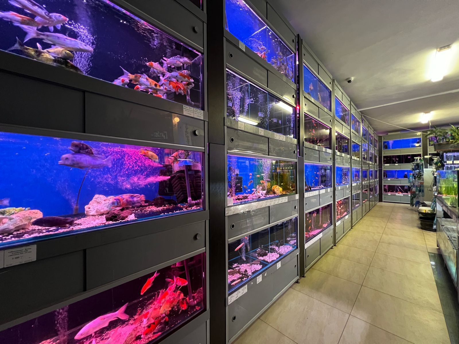 рыбки для аквариума