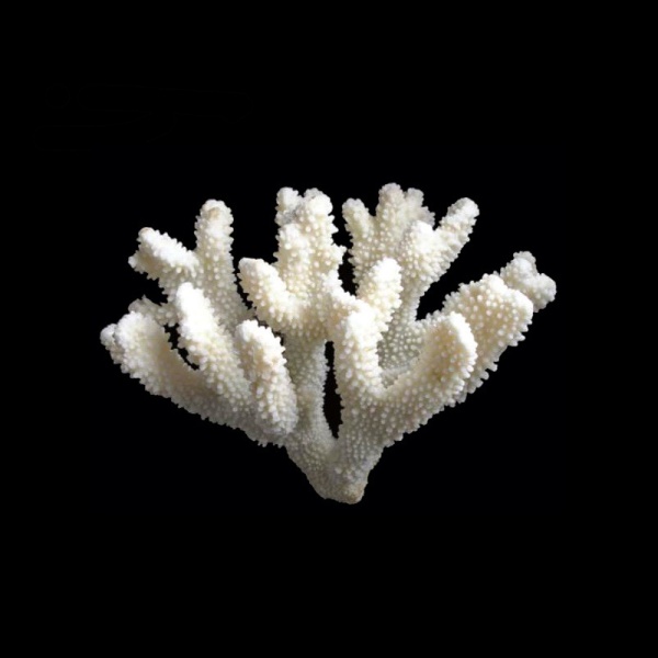 Коралл натуральный пальчиковый, 25-45см, кг