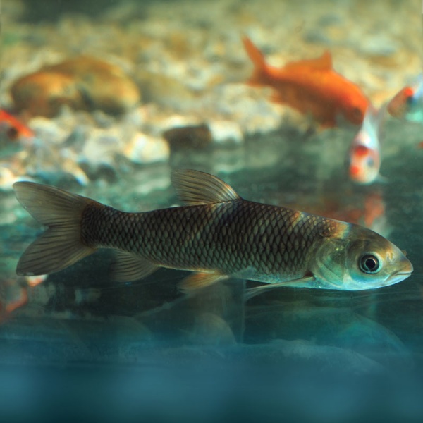 D  ExportImages 2N6B6387-1.