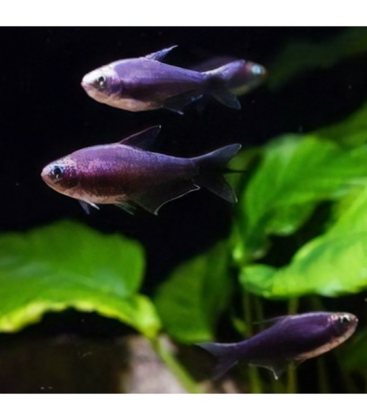 Тетра королевская чепрачная (Nematobrycon palmeri) S