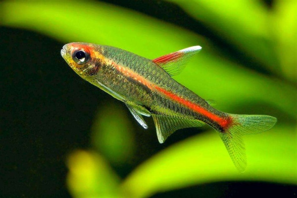 Тетра светлячок "грацилис" (Hemigrammus erythrozonus)