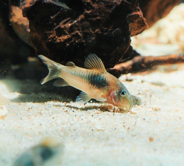 D  ExportImages 2N6B7256.