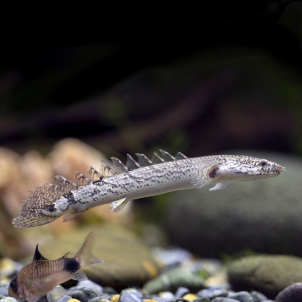 Полиптерус дельгези (Polypterus delhezi) M (10-12 см)