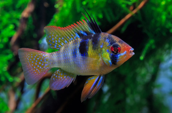 D  ExportImages ram.