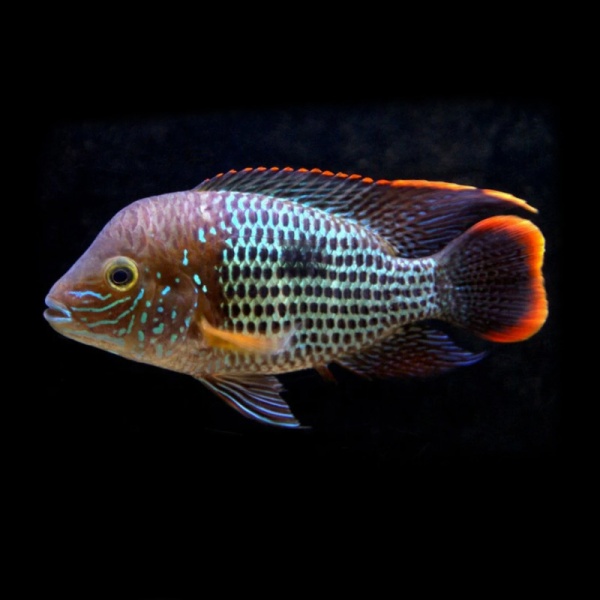 D  ExportImages rivulatus-jpg.