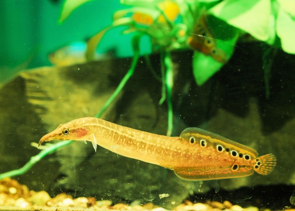 D  ExportImages 2N6B2432.