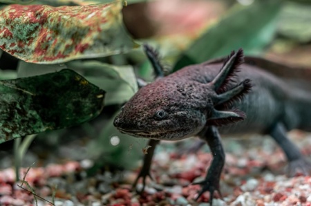 Аксолотль серый (Ambystoma mexicanum) М