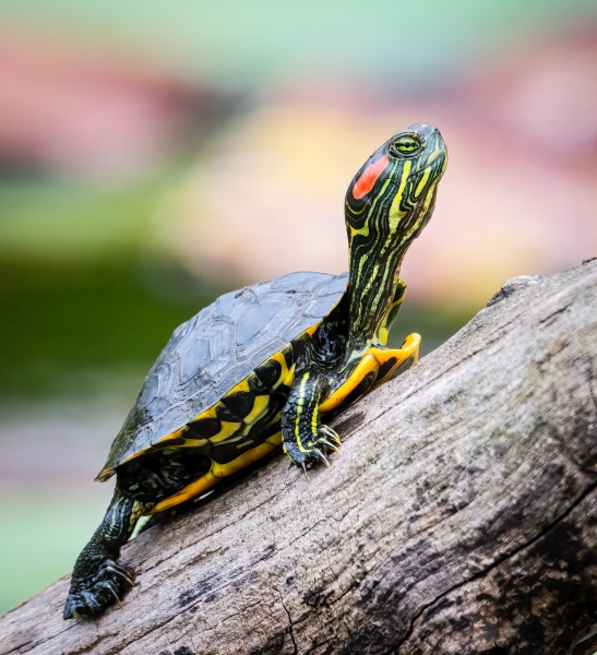 Черепаха красноухая (Trachemys scripta) S