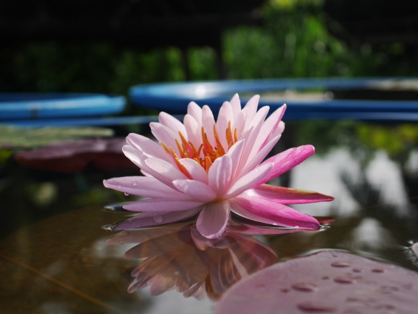 D  ExportImages 42568719184_98797f7941_b.