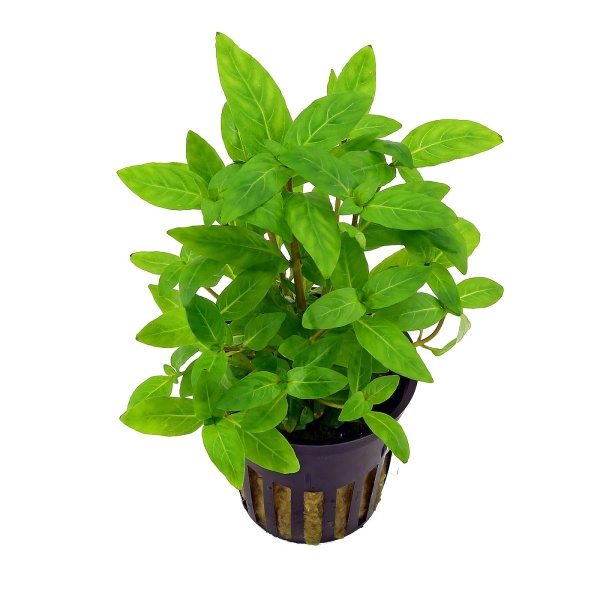 Стаурогин (Staurogyne repens) в горшочке