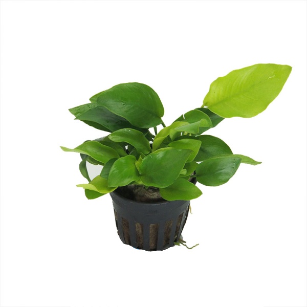 Анубиас нана "Голден" (Anubias nana var  'Golden') в горшочке