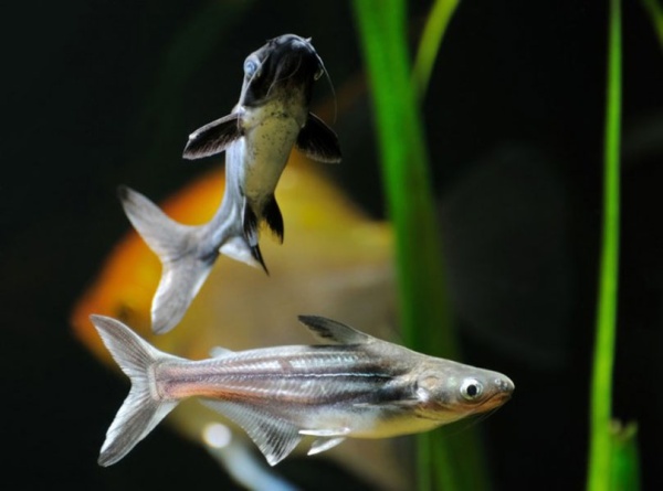 Сом акулий "пангасиус" (Pangasianodon hypophthalmus) S (5-7 см)