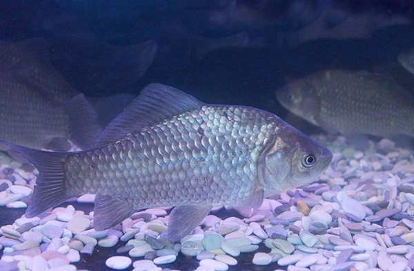 Карась серебрянный (Carassius auratus gibelio)