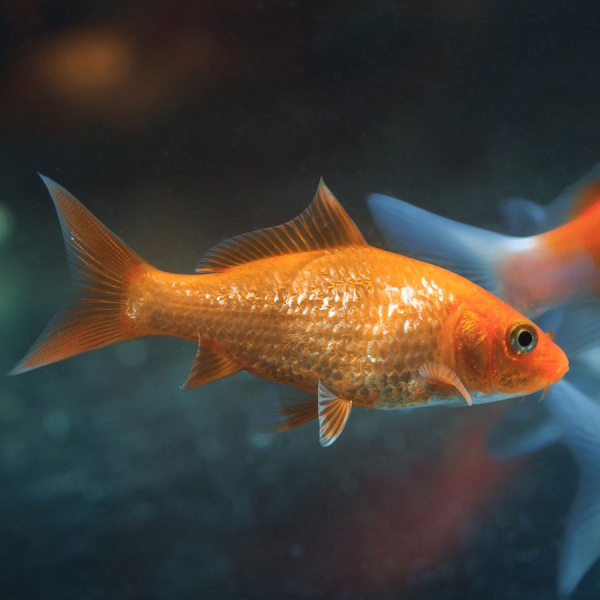 Карась Красный (Carassius auratus auratus) SM (9 -10 см)